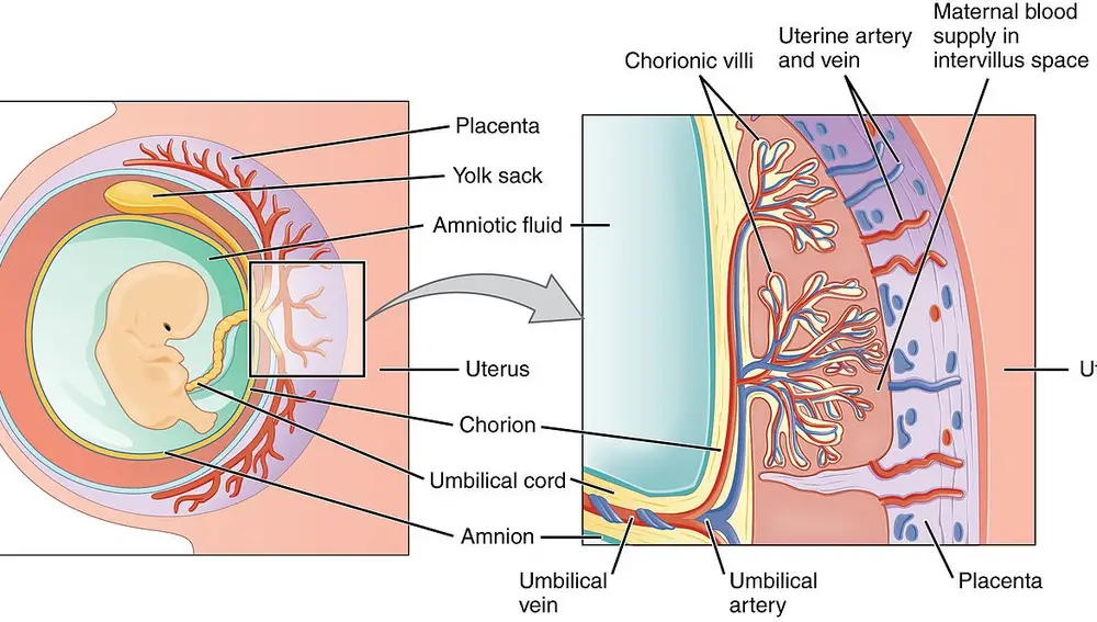 Visión esquemática de la placenta