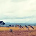 Safari en Tanzania. NUBA