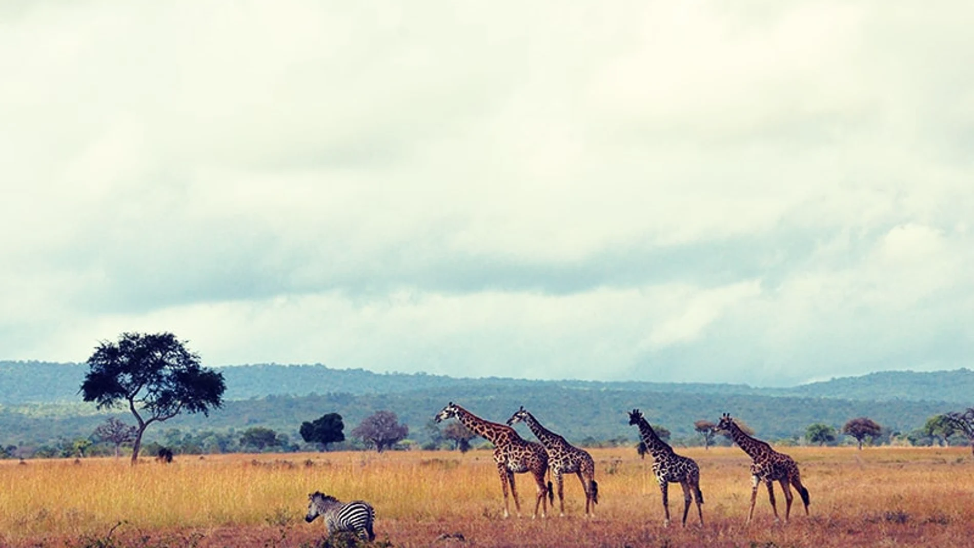 Safari en Tanzania. NUBA