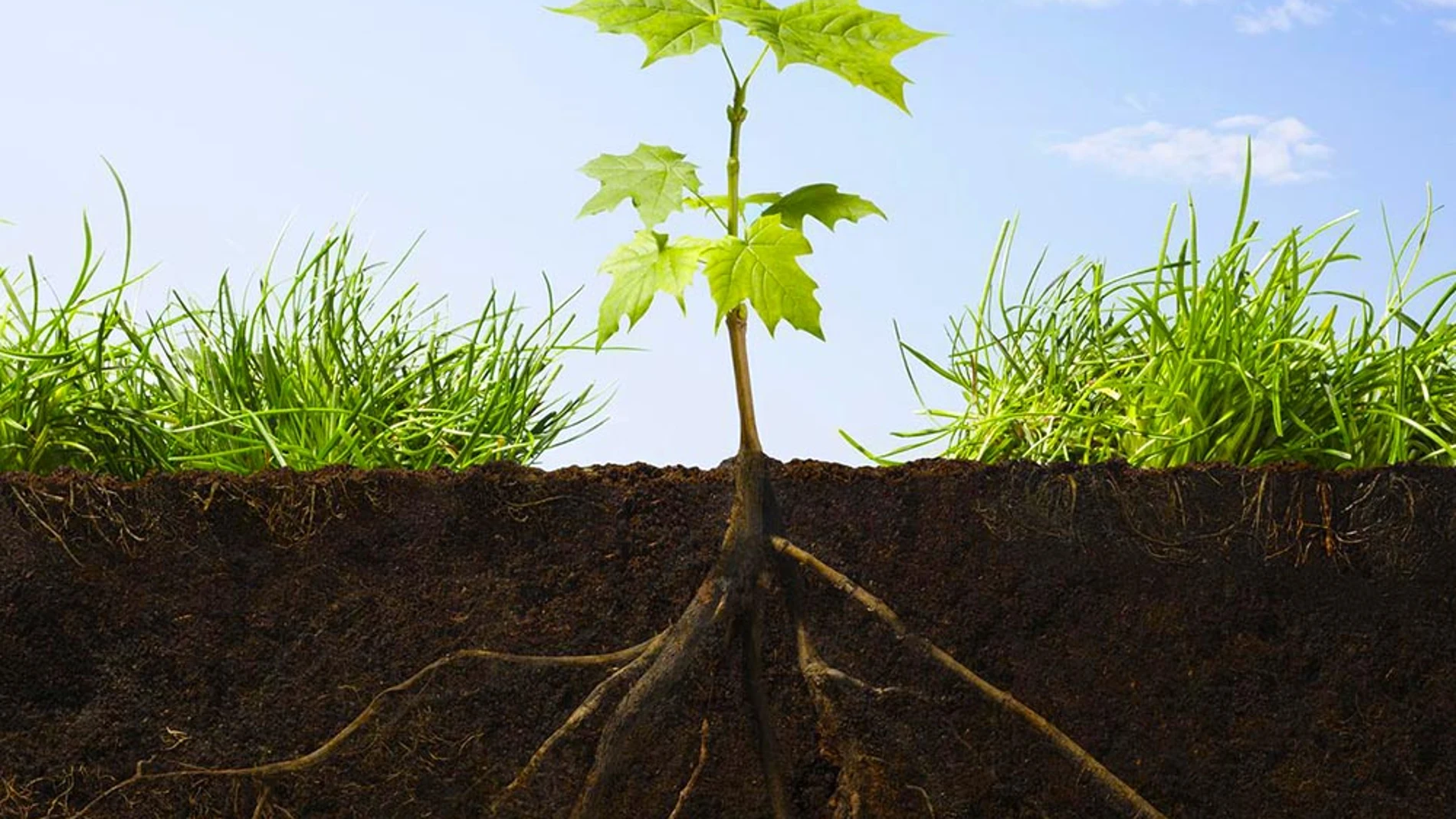 Investigadores del CSIC descubren el mecanismo que permite a las raíces de las plantas buscar la humedad en el suelo