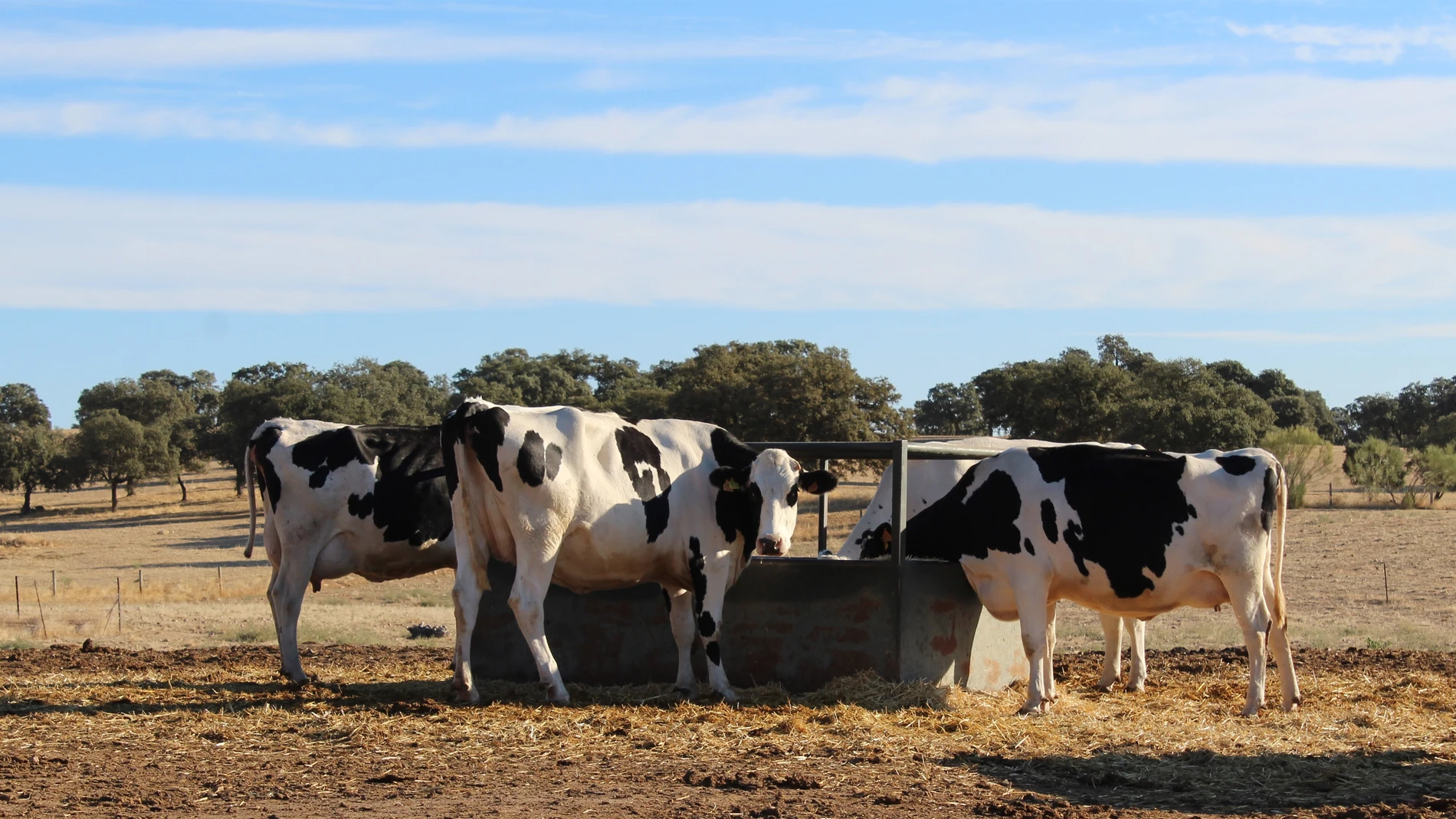 Cada vez hay menos granjas en Castilla y León dedicadas al vacuno de leche