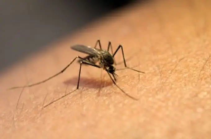Así puedes evitar que te piquen los mosquitos: el debate de las apps antipicaduras