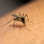 [Badajoz] Nota De Prensa Desarrollo Rural Plan Control MosquitosDIPUTACIÓN DE BADAJOZ24/03/2021