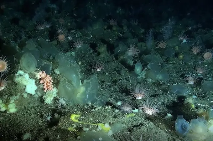 Descubiertas en Baleares ocho nuevas especies de esponjas marinas