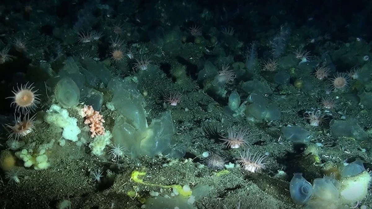 Eight new species of marine sponges discovered in the Balearic Islands