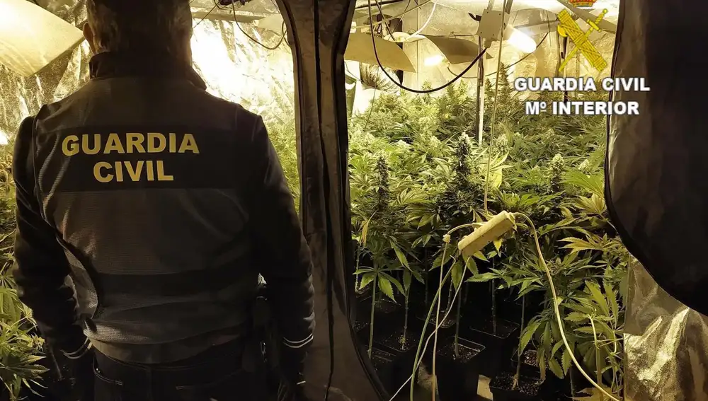 Cuatro detenidos tras localizarse dos plantaciones 'indoor’ de marihuana con 573 plantas en Cubillos del Sil (León)