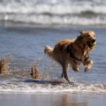Un perro en la playa de San Lorenzo de Gijón