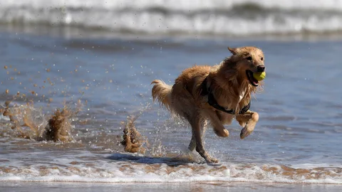 Un perro en la playa de San Lorenzo de Gijón