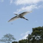 AME6476. GRANADA (NICARAGUA), 29/03/2021.- Una garza blanca (Ardea alba) vuela hoy en las isletas de Granada (Nicaragua). En estas isletas, ubicadas sobre el Gran Lago de Nicaragua, se pueden apreciar distintas especies de aves. EFE/Jorge Torres