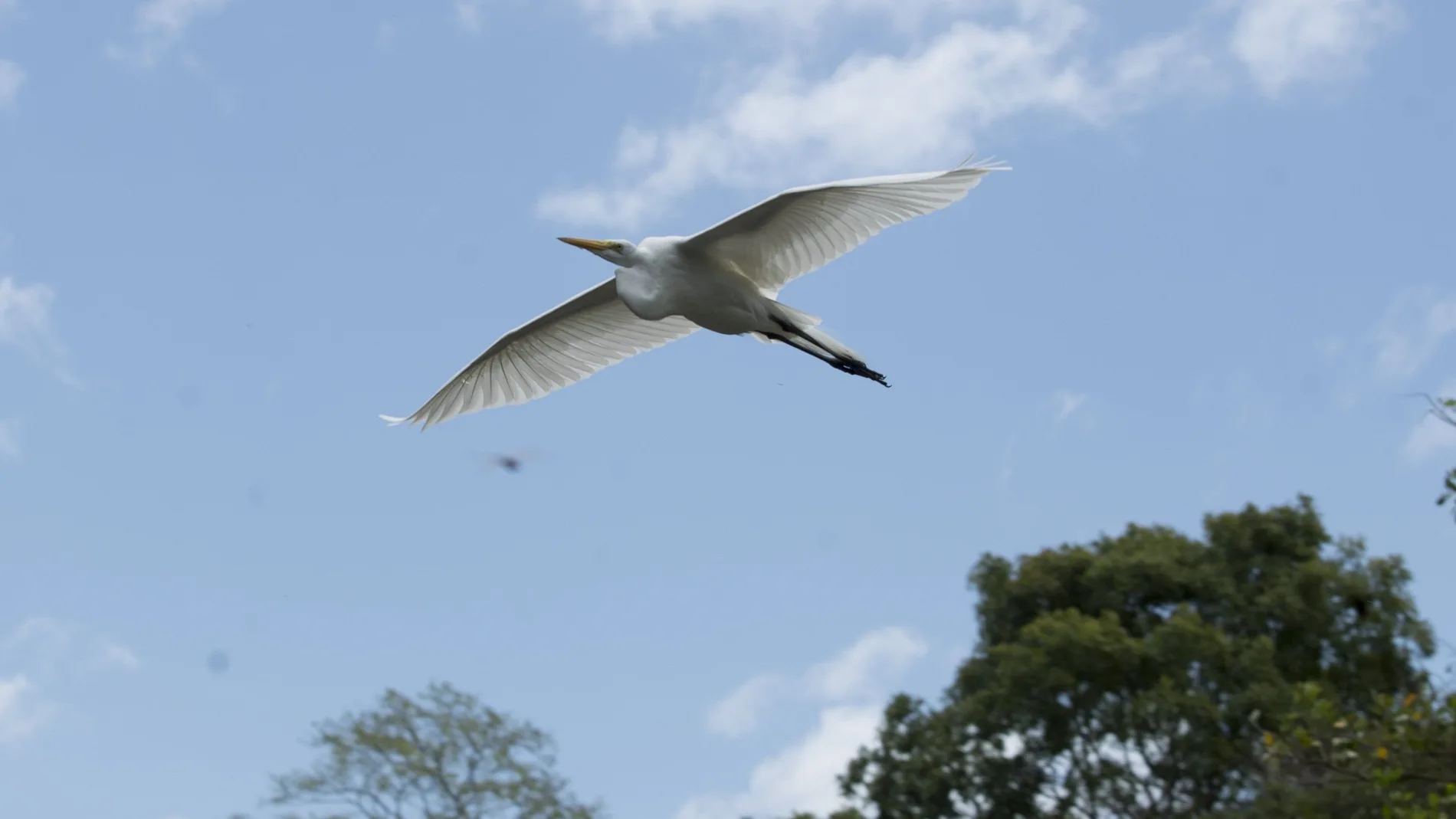 AME6476. GRANADA (NICARAGUA), 29/03/2021.- Una garza blanca (Ardea alba) vuela hoy en las isletas de Granada (Nicaragua). En estas isletas, ubicadas sobre el Gran Lago de Nicaragua, se pueden apreciar distintas especies de aves. EFE/Jorge Torres
