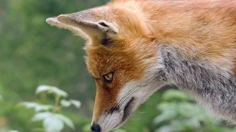 El zorro, especie cinegética.
