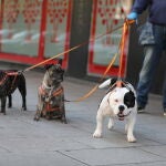 Una persona pasea a tres perros por las calles de Madrid