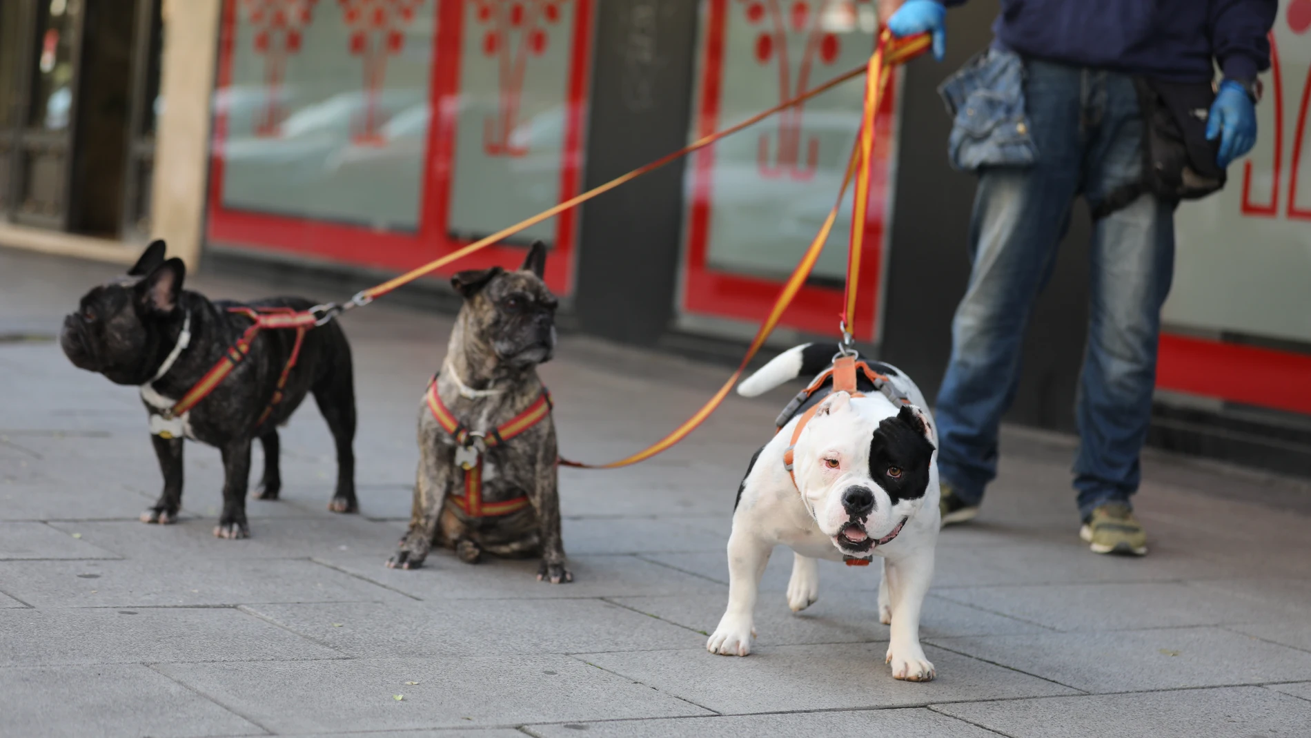 Una persona pasea a tres perros por las calles de Madrid