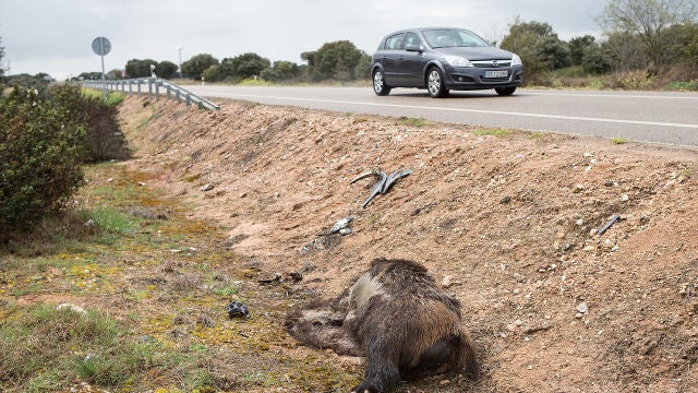 Un jabalí muerto en la cuneta tras ser atropellado y originar un accidente de tráfico