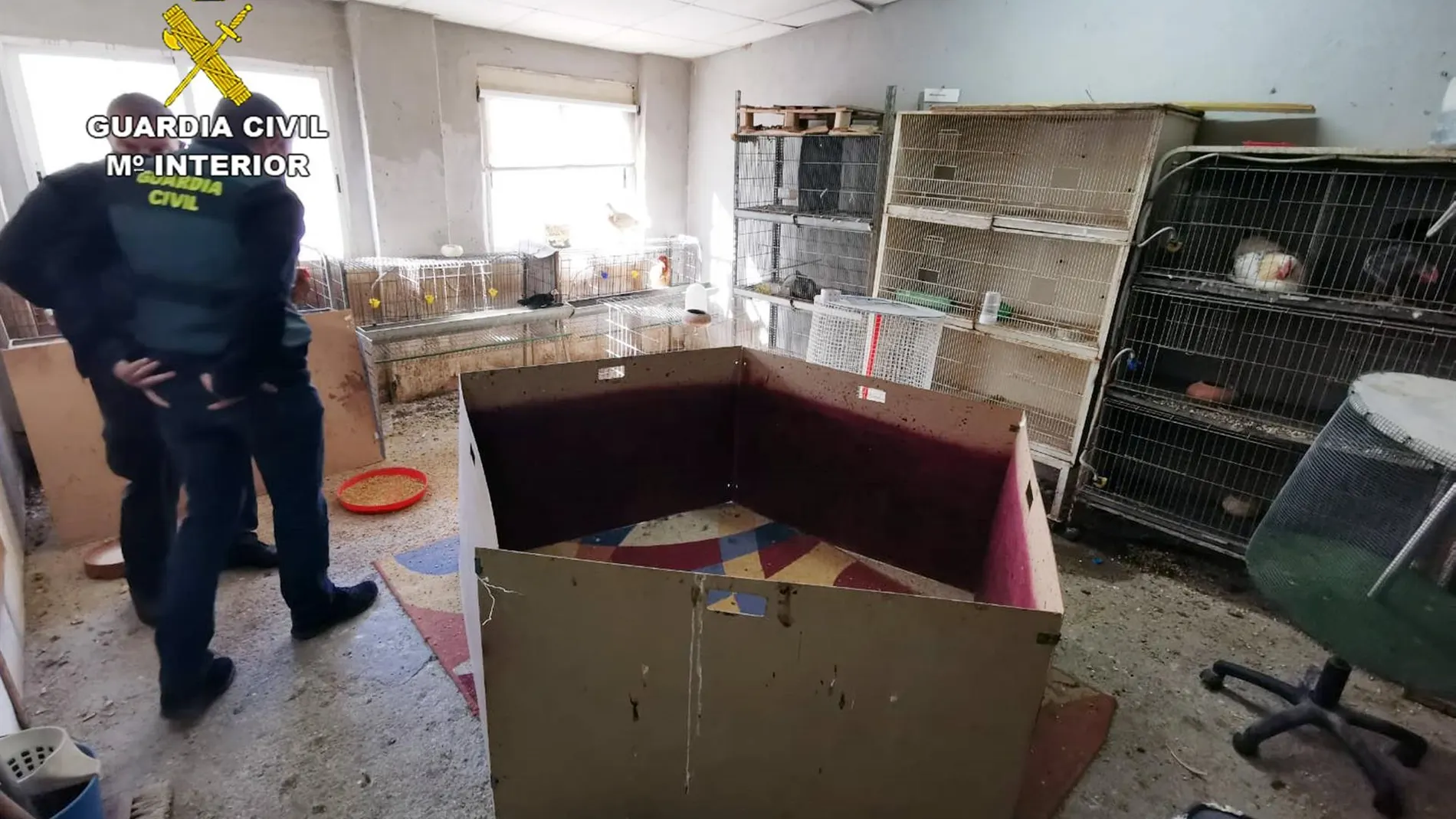 Las peleas de gallos se organizaban en un local de venta de piensos en Cartagena