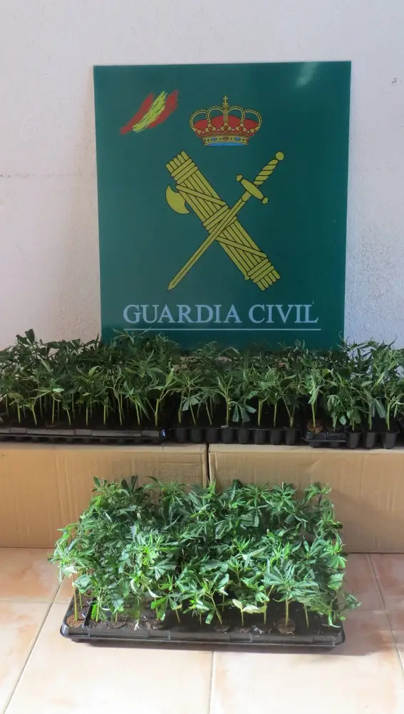 Dos detenidos en El Espinar (Segovia) por llevar 304 plantas de marihuana en su vehículo