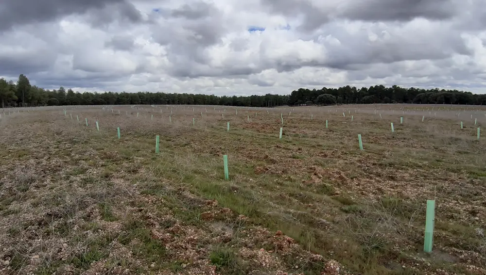 Telefónica contribuye a reforestar un bosque en Palencia junto a BMC Software