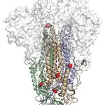 HexaPro es una versión diseñada de la proteína de pico SARS-CoV-2 con seis sustituciones de prolina (esferas roja y azul)