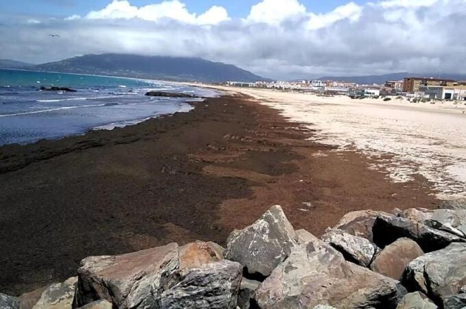 Imagen de archivo de la playa de Tarifa inundada con el alga asiática