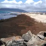 Imagen de archivo de la playa de Tarifa inundada con el alga asiática