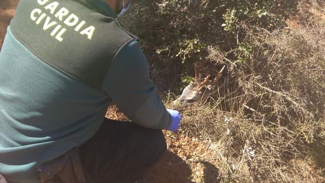 Los agentes de la Guardia Civil de Soria encuentran la cabeza del corzo entre los arbustos