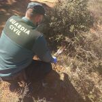 Los agentes de la Guardia Civil de Soria encuentran la cabeza del corzo entre los arbustos