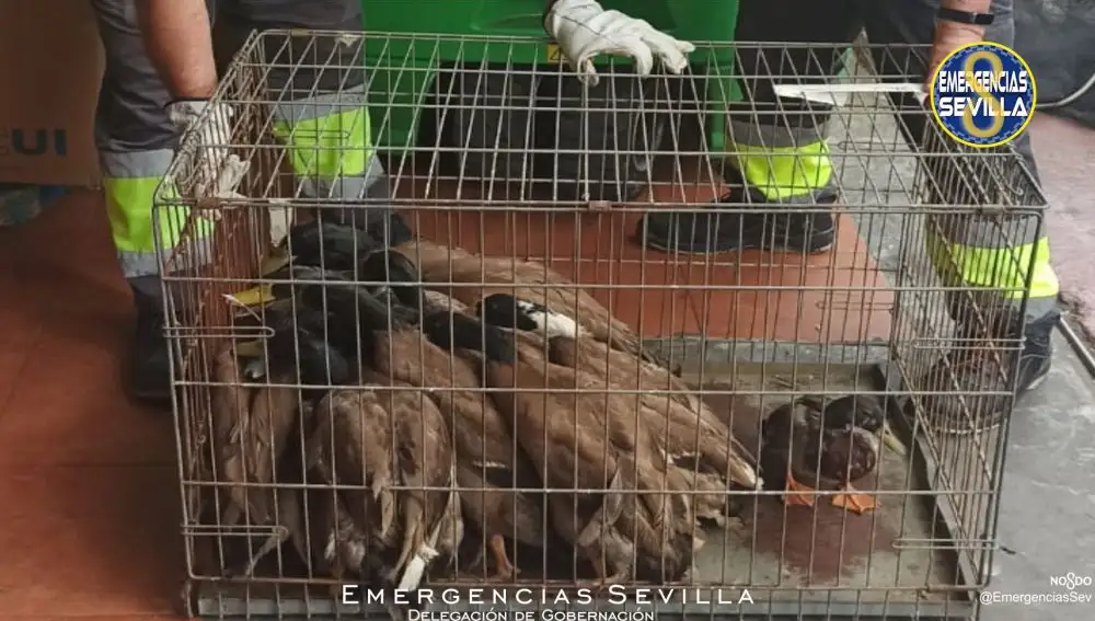 Los animales enjaulados de forma insalubre