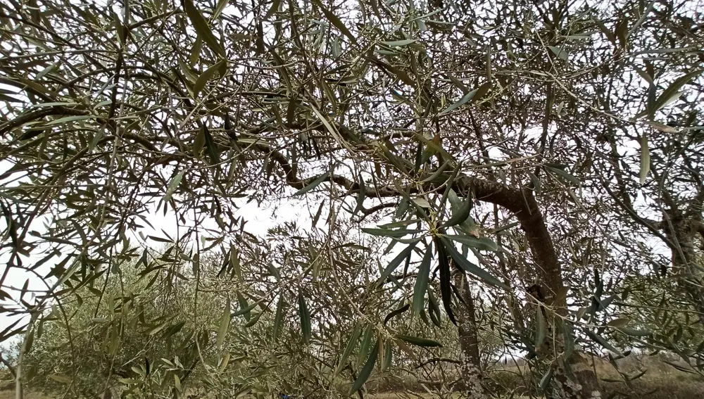 Plantaciones de olivo en El Bierzo