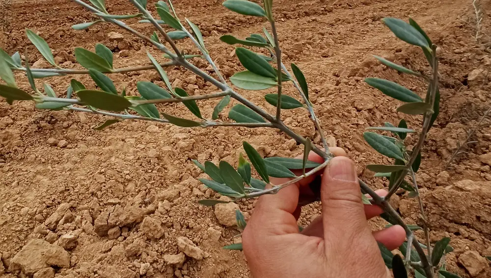 Plantaciones de olivo en El Bierzo