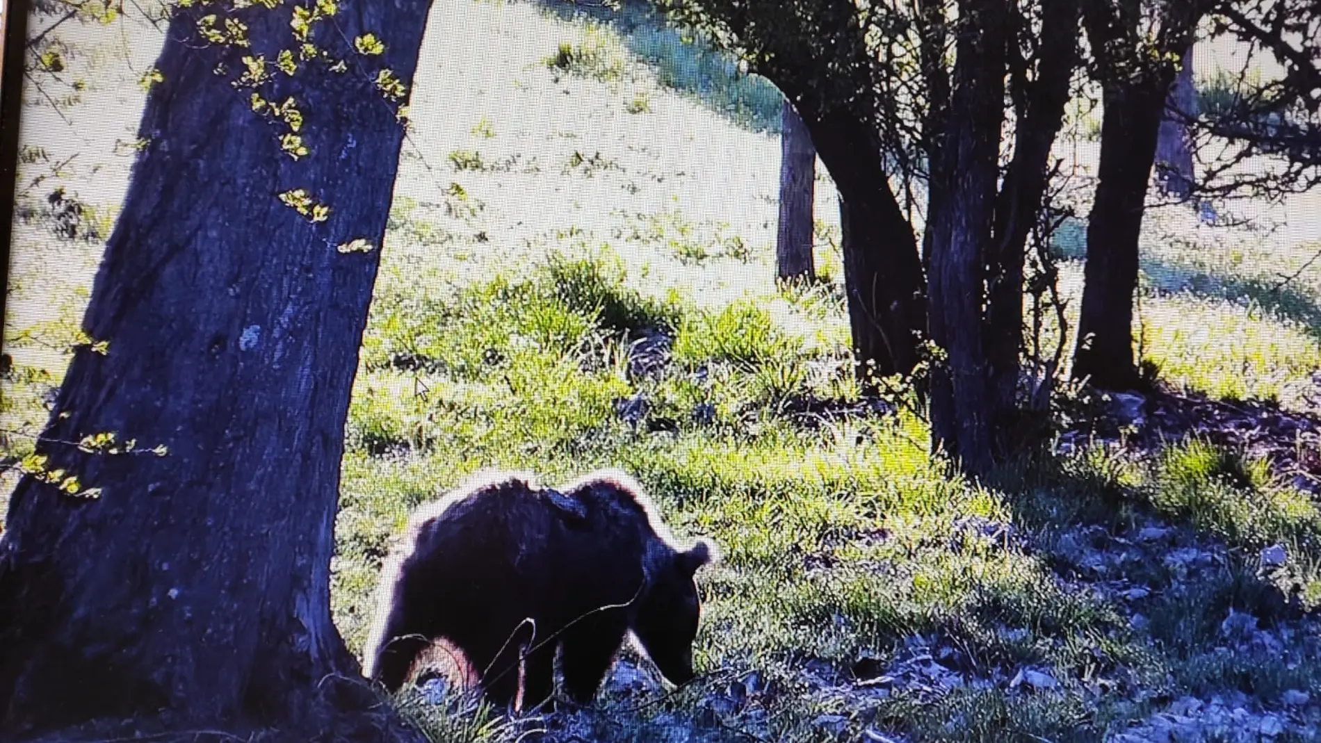 La osezna Éndriga, durante su estancia en Valsemana (León)