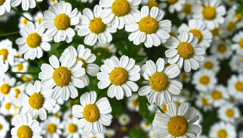 Flores de manzanilla.