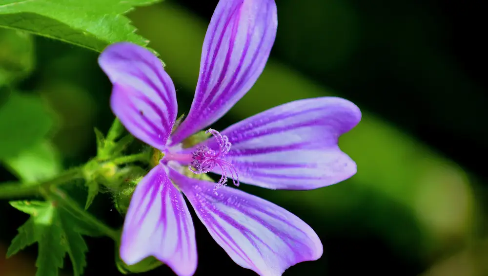 Malva común.