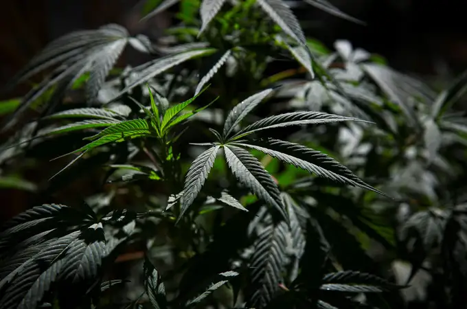 El floreciente negocio del cannabis medicinal