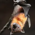 Los murciélagos tienen mala fama respecto al salto de nuevos virus al ser humano, pero lo cierto es que cualquier animal es susceptible de transferirnos sus enfermedades.
