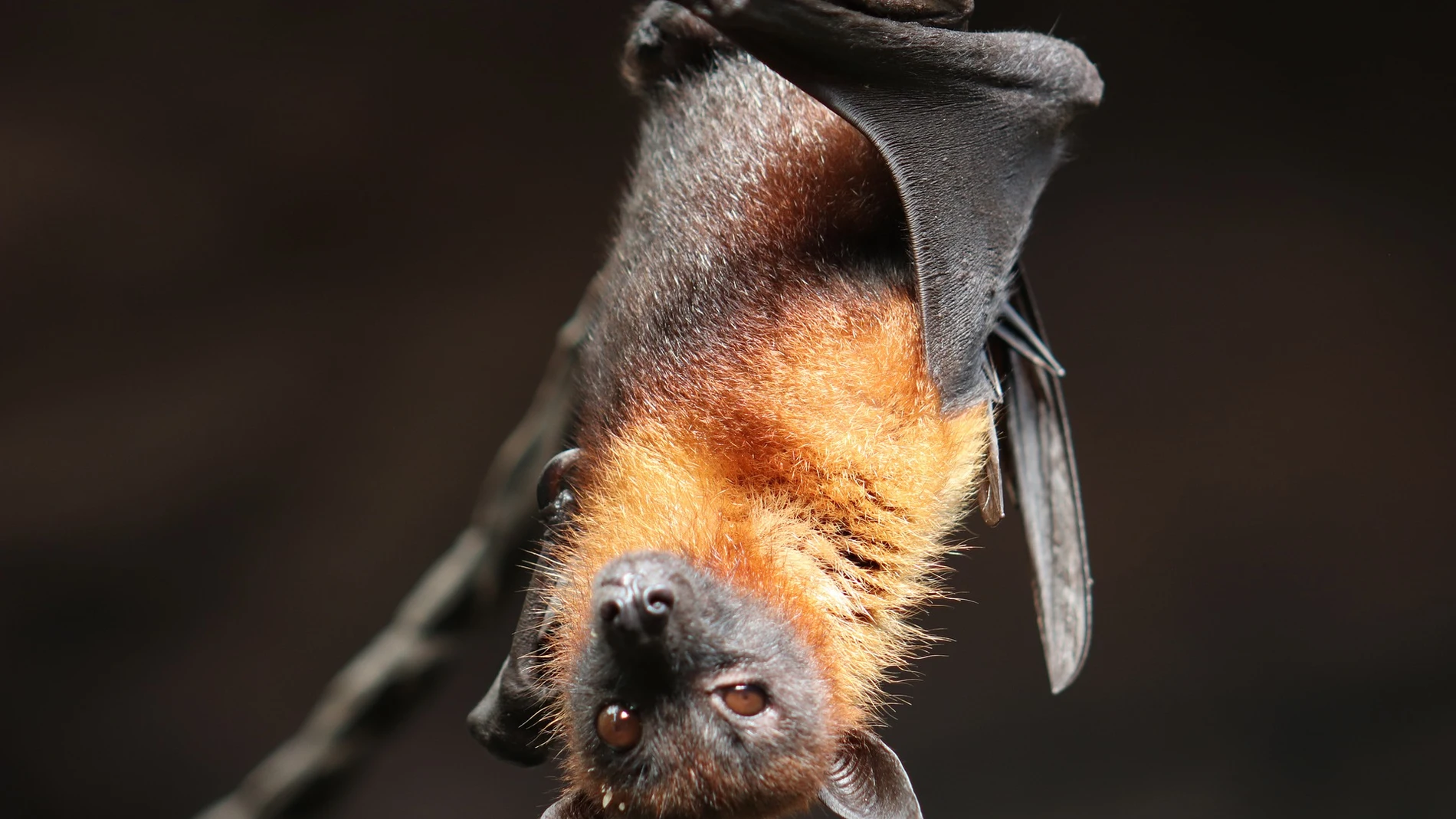 Los murciélagos tienen mala fama respecto al salto de nuevos virus al ser humano, pero lo cierto es que cualquier animal es susceptible de transferirnos sus enfermedades.