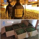 Agentes de la Policía Nacional y de los Mossos d'Esquadra, en una operación conjunta, han desmantelado una de las más importantes organizaciones criminales de origen chino, conocida como el Bang de Fujian, dedicada al tráfico internacional de marihuana. El operativo conjunto, en el que han participado más de 350 agentes y que ha contado con el apoyo de CITCO y EUROPOL, ha permitido detener a 65 integrantes de la organización, la mayoría de origen chino. Además se han llevado a cabo 29 entradas y registro en varios domicilios, locales y naves industriales de Barcelona, Tarragona, Oviedo, Gijón, Bilbao, así como en Portugal y Países Bajos.- EFE/Policía Nacional / Mossos d'Esquadra/