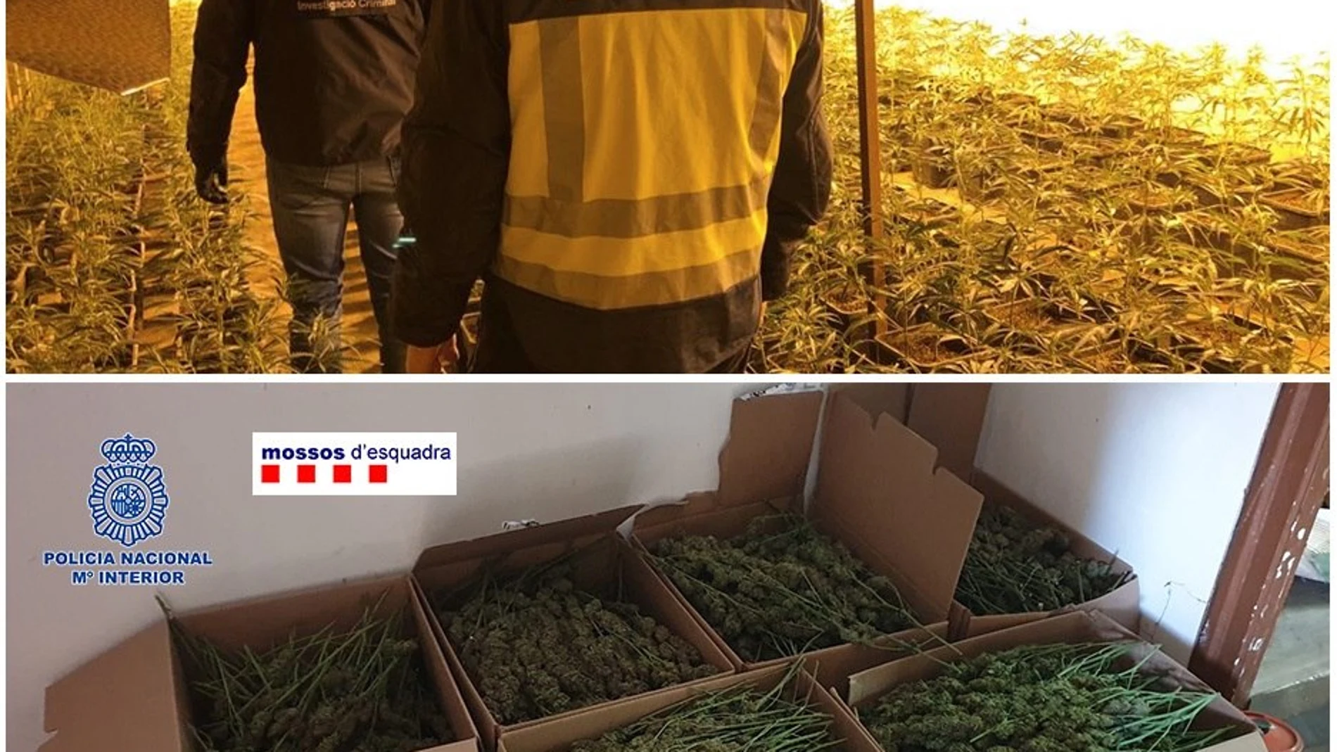 Agentes de la Policía Nacional y de los Mossos d'Esquadra, en una operación conjunta, han desmantelado una de las más importantes organizaciones criminales de origen chino, conocida como el Bang de Fujian, dedicada al tráfico internacional de marihuana. El operativo conjunto, en el que han participado más de 350 agentes y que ha contado con el apoyo de CITCO y EUROPOL, ha permitido detener a 65 integrantes de la organización, la mayoría de origen chino. Además se han llevado a cabo 29 entradas y registro en varios domicilios, locales y naves industriales de Barcelona, Tarragona, Oviedo, Gijón, Bilbao, así como en Portugal y Países Bajos.- EFE/Policía Nacional / Mossos d'Esquadra/