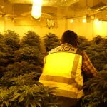 La Policía Nacional desarticula una organización criminal que ocupó dos bloques de edificios para dedicarlos única y exclusivamente al cultivo de marihuana