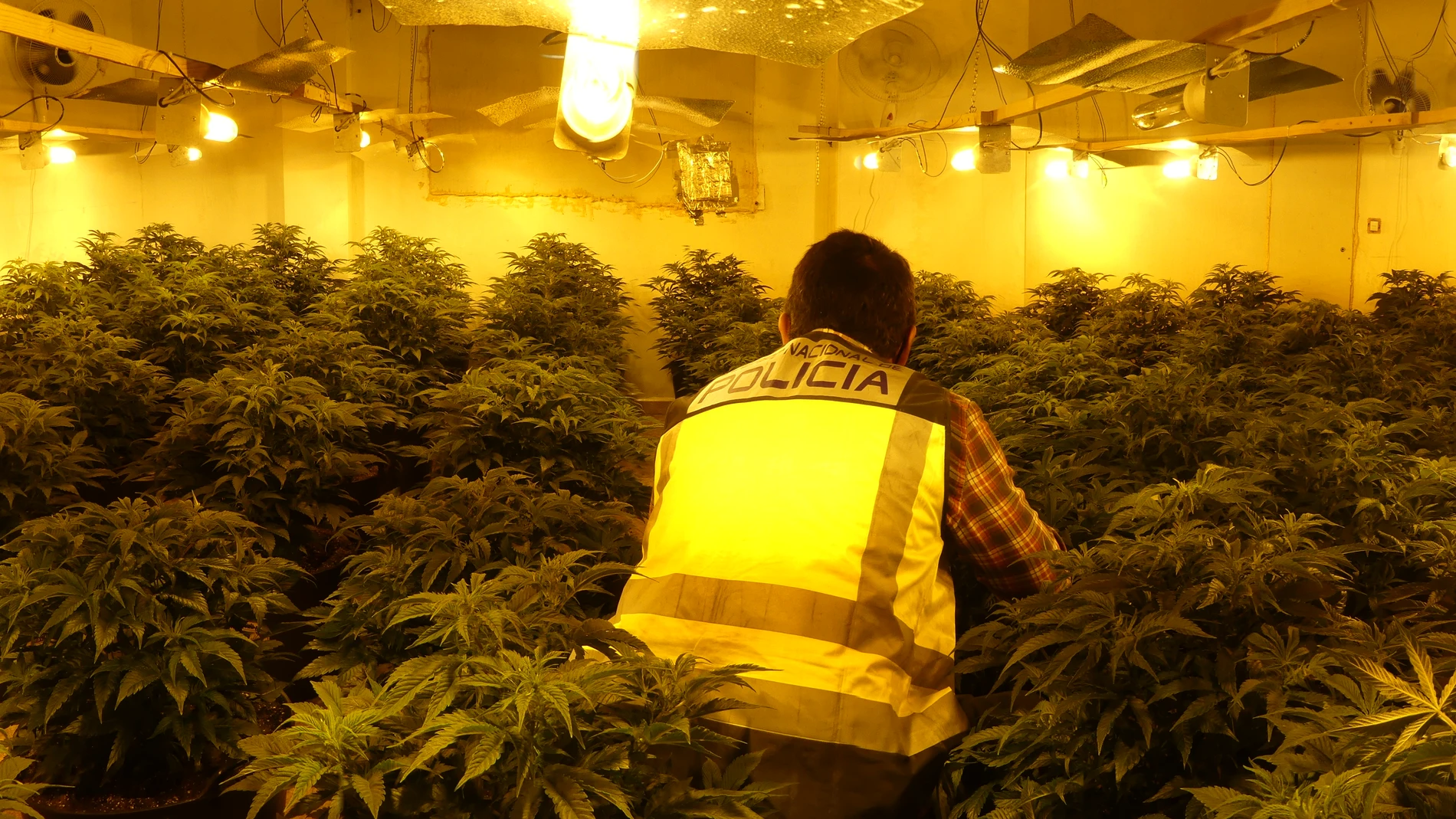 La Policía Nacional desarticula una organización criminal que ocupó dos bloques de edificios para dedicarlos única y exclusivamente al cultivo de marihuana
