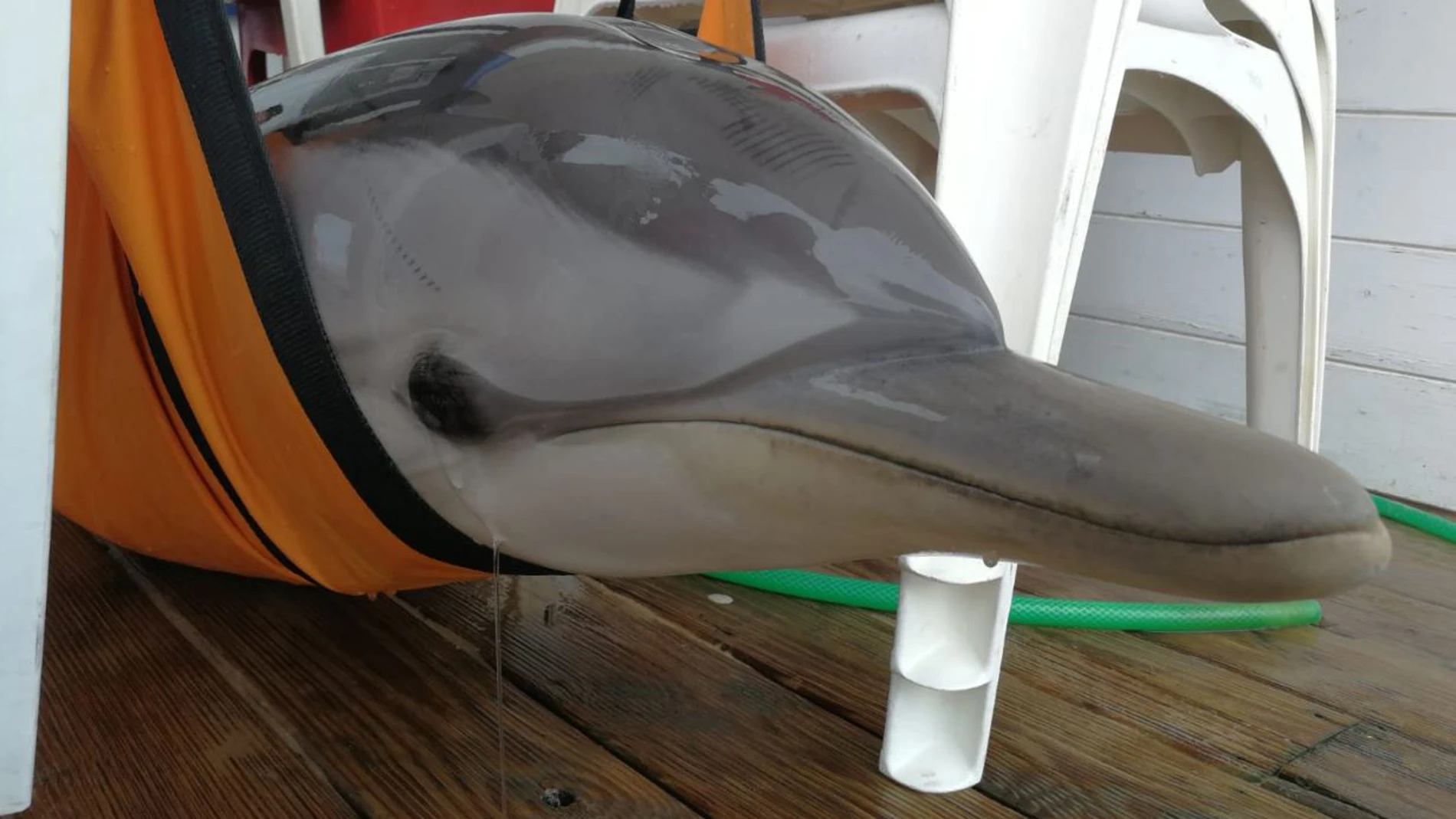 Imagen del delfín varado