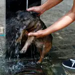 Un perro bajo una fuente