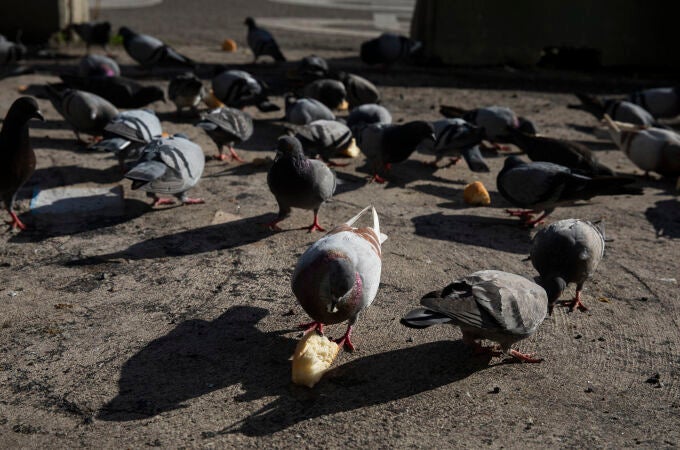 Imagen de palomas