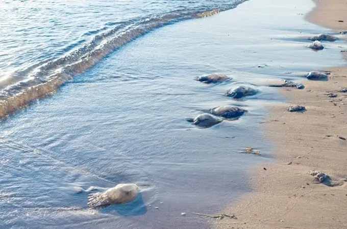 Los biólogos alertan de que las playas del Mediterráneo esperan más medusas de lo normal este verano