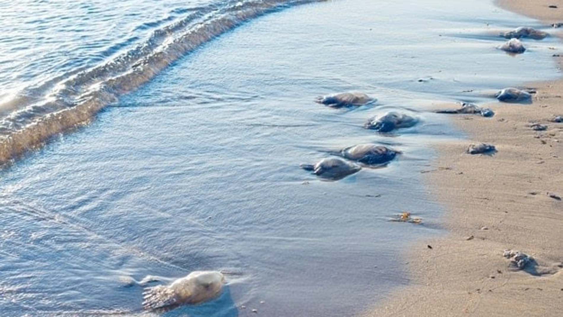 Imagen de la llegada de medusas a la costa