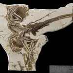Imagen de archivo de un fósil de dinosaurio