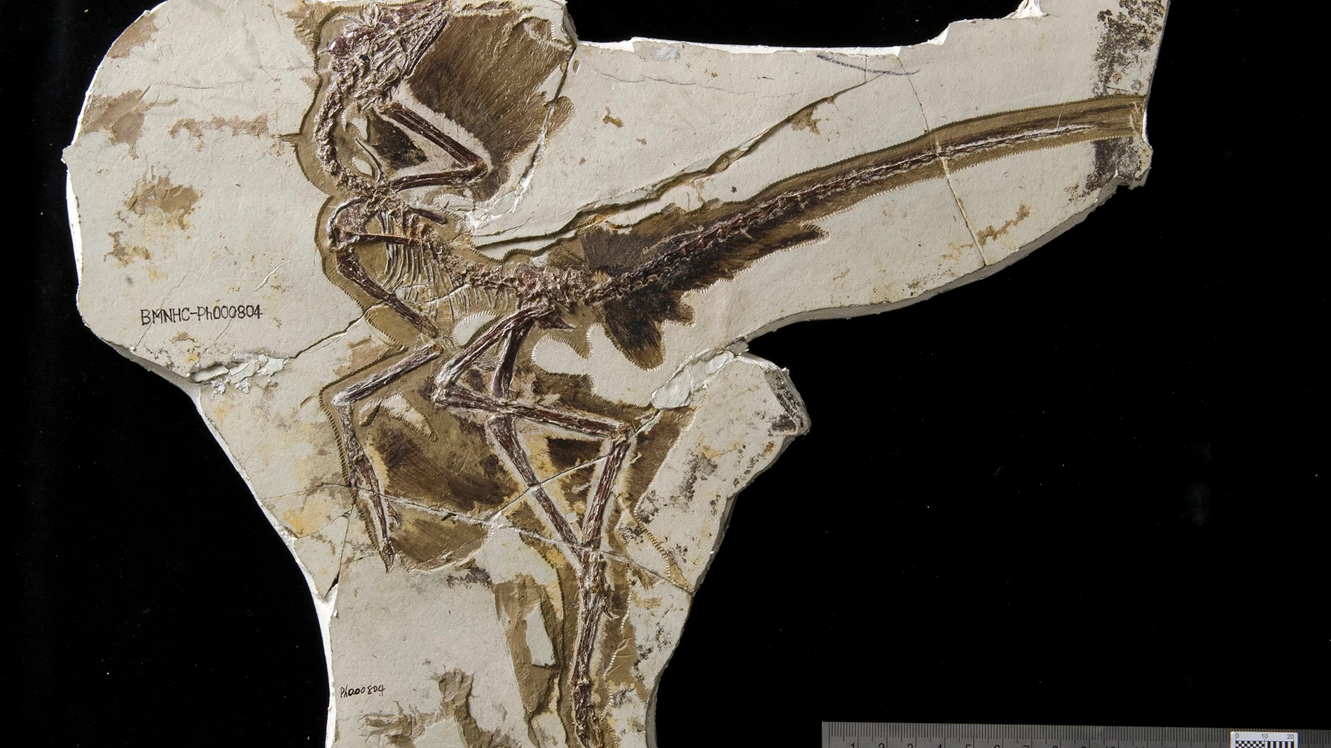Imagen de archivo de un fósil de dinosaurio