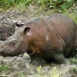 Un macho joven de rinoceronte de Sumatra analizado para el estudio genético (Borneo)