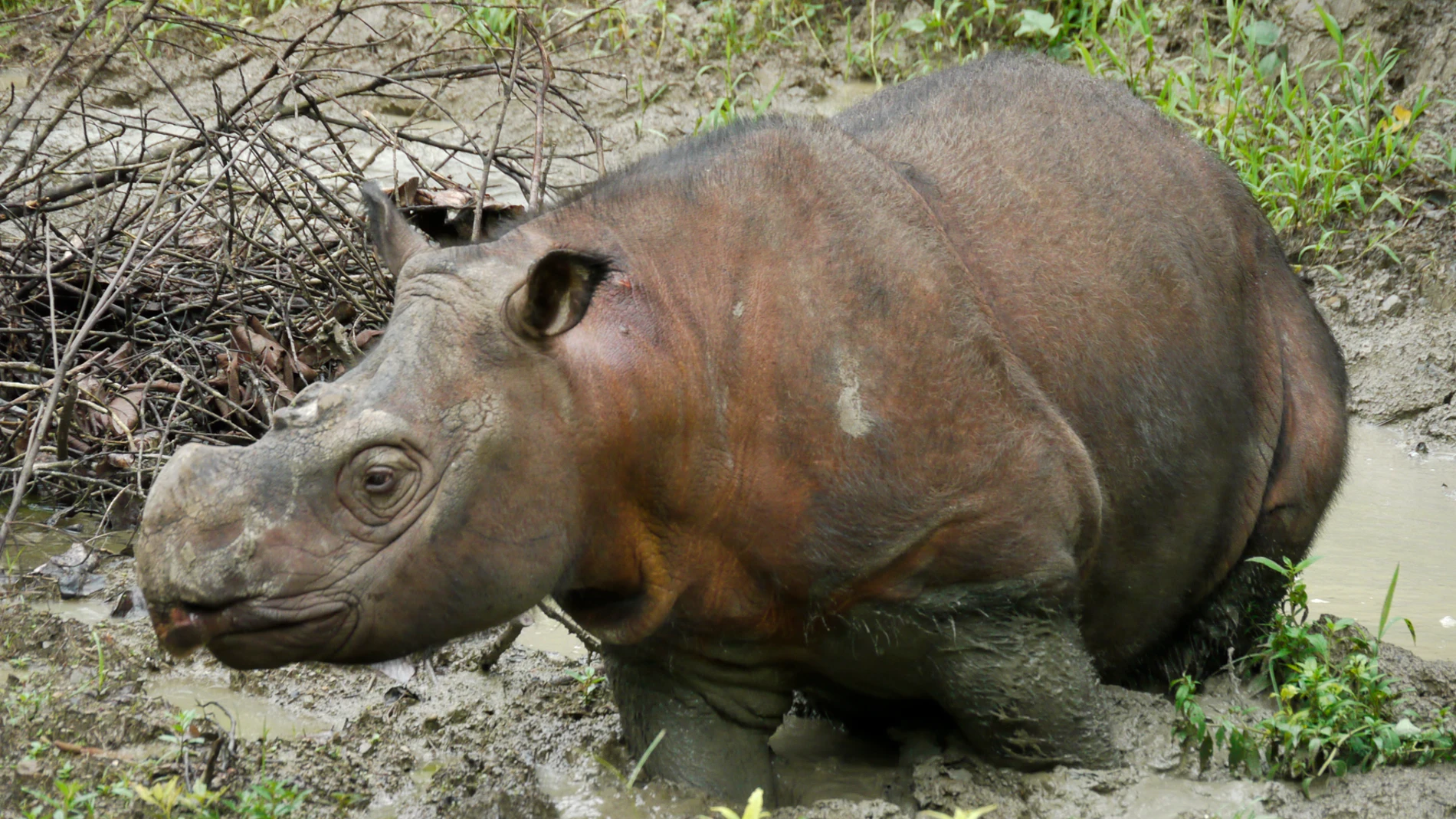 Un macho joven de rinoceronte de Sumatra analizado para el estudio genético (Borneo)