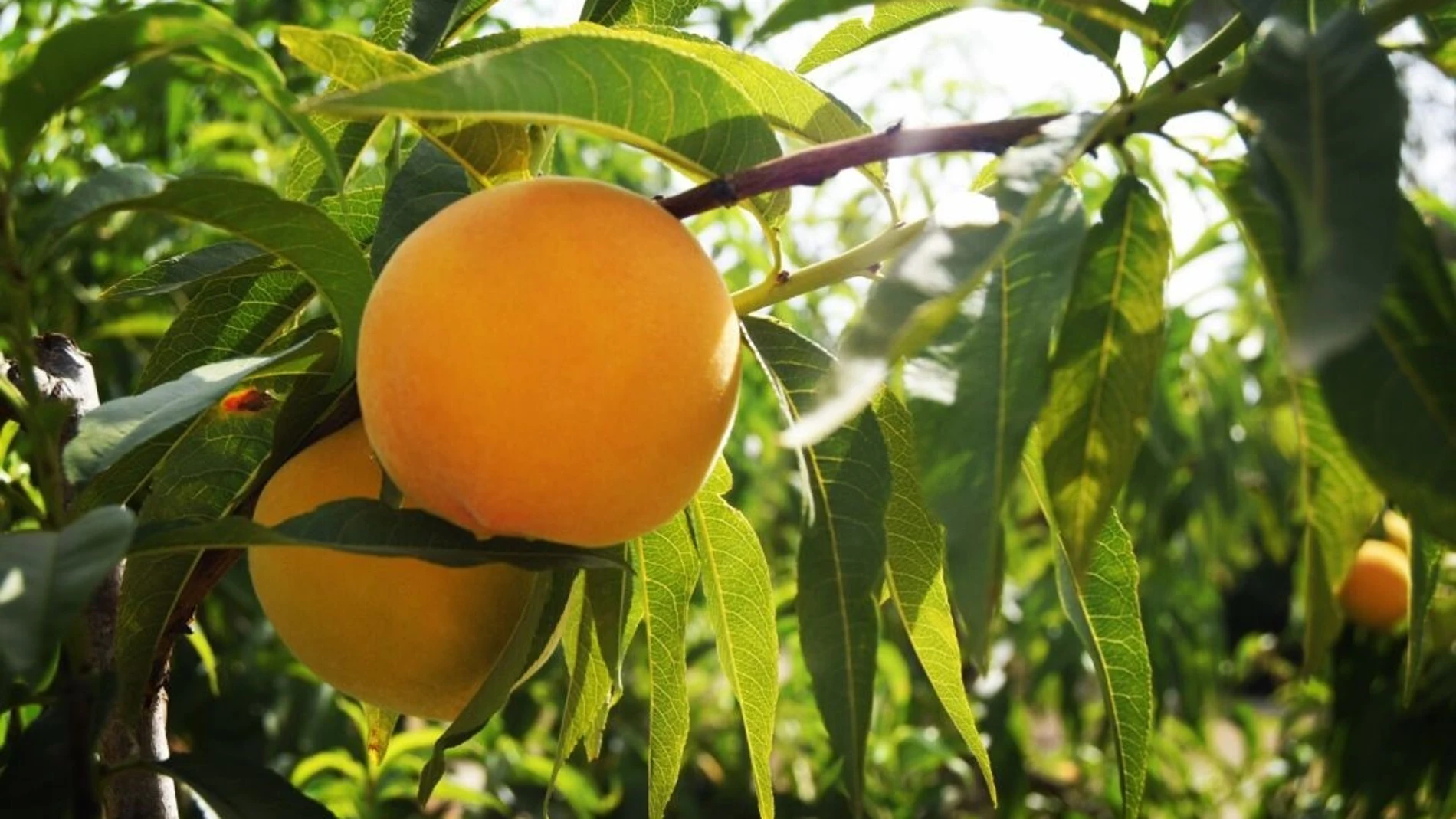 Asaja-Murcia demanda una Interprofesional para la fruta de hueso española