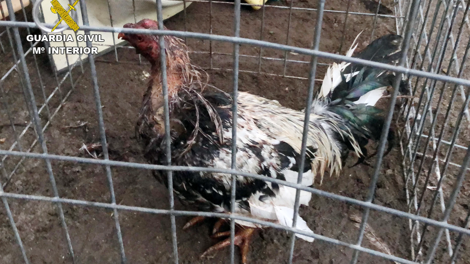 Peleas de gallos en Totana